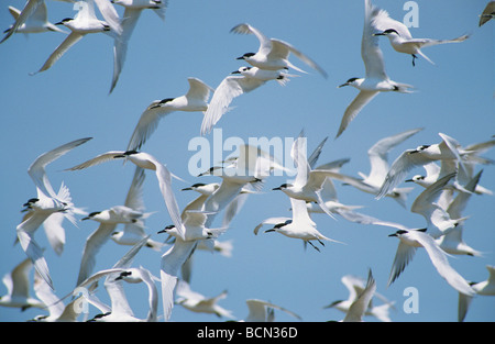 Seeschwalben Sandwich - Scharen fliegen / Sterna Sandvicensis Stockfoto