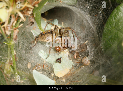 Labyrinth-Spinne töten eine fliegende Ameise auf einem Teppich aus kleinen smaragdgrünen Motte Flügeln in Web-Eingang Stockfoto