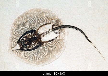 Stingray fossilen Heliobatis Bogenmaß und Fisch Fossil Diplomystus Dentatus Green River Formation Wyoming USA Stockfoto