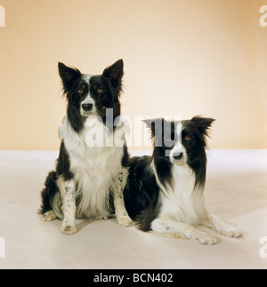 zwei Border-Collie Hunde - Ausschneiden Stockfoto