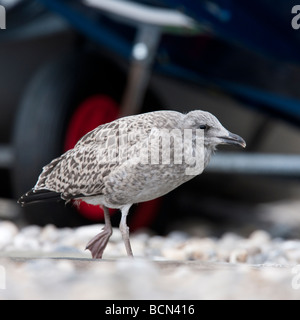 Juvenile Silbermöwe Stockfoto