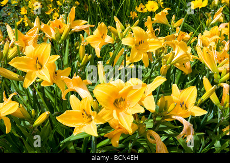 Hemerocallidaceae/Liliaceae Taglilien Hemerocallis 'Sunrise'. Schön auffällig helle goldene gelbe Blumen in voller Blüte. Stockfoto
