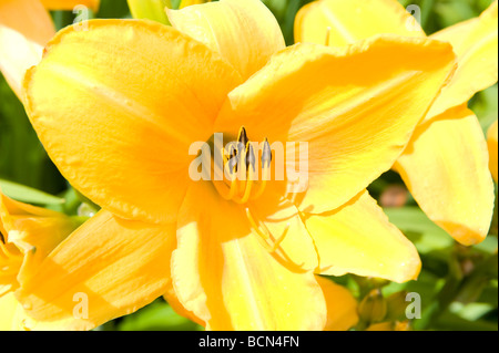 Hemerocallidaceae/Liliaceae Taglilien Hemerocallis 'Sunrise'. Schön auffällig helle goldene gelbe Blume in voller Blüte. Stockfoto