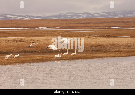 TUNDRA SCHWÄNE DIE FLUCHT IN SICHERHEIT SOUND Stockfoto