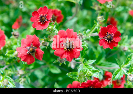 Potentilla Comarum Fingerkraut Rosengewächse 'Gibson Scarlet'. Schöne helle rote Mohnblume wie Blume. Stockfoto