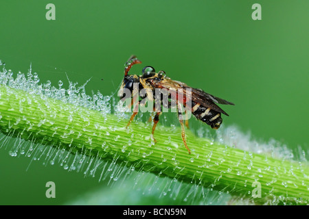 Honigbiene und Tau in den parks Stockfoto