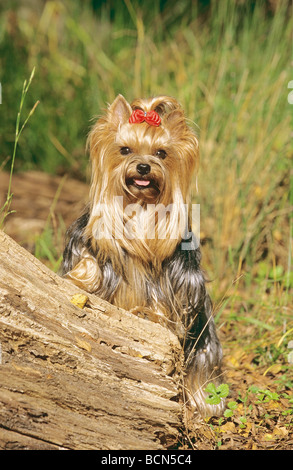 Yorkshire Terrier Hund - Pfoten auf Baumstamm Stockfoto