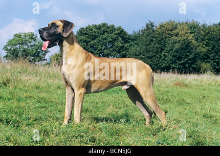 Deutsche Dogge Hund - Stand auf der Wiese Stockfoto