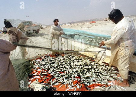 Oman al Khaluf Fischer Stockfoto