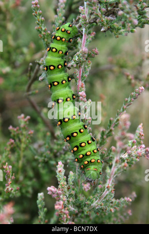 Kaiser-Motte Caterpillar Saturnia Pavonia Taken in Cannock Chase, England, UK Stockfoto