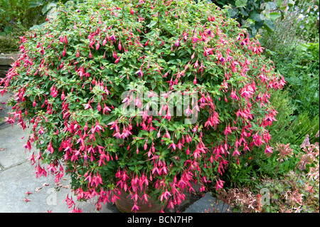 Onagraceae Fuchsia "Tom Thumb". Topf gewachsen Kugelform Fuchsia in voller Blüte. Stockfoto