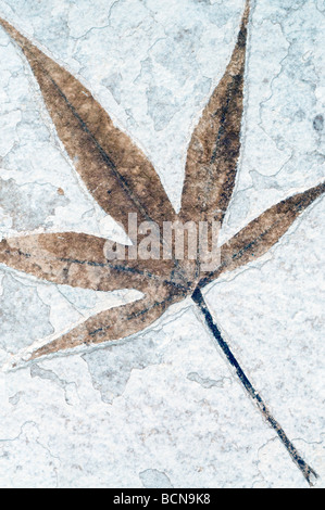 Versteinerte Blätter der Green River Formation in Wyoming USA Stockfoto