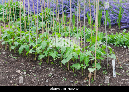 Borlotti Beans auf Stöcke wachsen Stockfoto