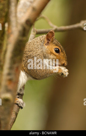 graue Eichhörnchen sitzend in Essen eine Nuss Baum Stockfoto