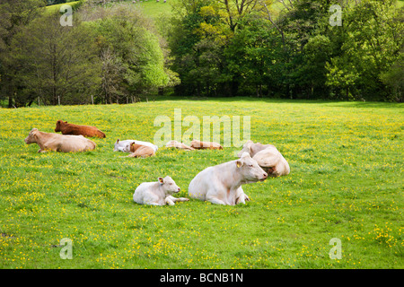 Kühe und Kälber Chagford Devon England Stockfoto