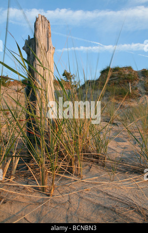 Toten Baumstumpf und Gräser in Sand Dune Fichtenwald Provinzpark Ontario Kanada Stockfoto