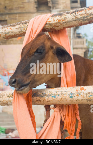 Hindu-Kuh, heilige Kuh. eine Kuh. Varanasi (Benares), Indien Stockfoto