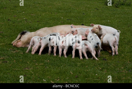 Gloucester alten Ort Ferkel füttern von Sau Cotswold Farm Park UK Stockfoto