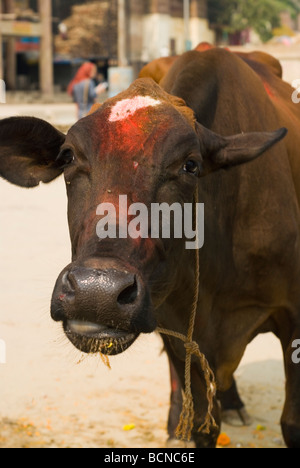 Hindu-Kuh, heilige Kuh. eine Kuh. Varanasi (Benares), Indien Stockfoto