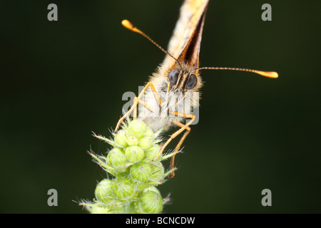 Heide Fritillary, Mellicta Athalia Schmetterling Stockfoto