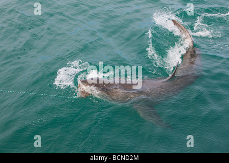 Hai in der Nähe von Gansbaai im Western Cape biedert Stockfoto