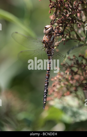 Weibliche Wanderin Hawker (Aeshna mixta) Stockfoto