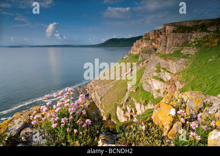 Sparsamkeit oder Meer Rosa auf Klippe am Rhossili Stockfoto