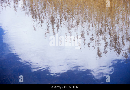 Schimmernde Spiegelung im Wasser des golden Winter gemeinsamen Schilf mit Heiligenschein aus weißen Kumuluswolke und tiefblauen Himmel Stockfoto