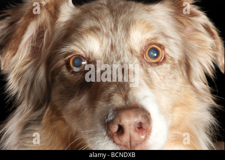 Porträt eines Australian Shepherds Augen schließen Stockfoto