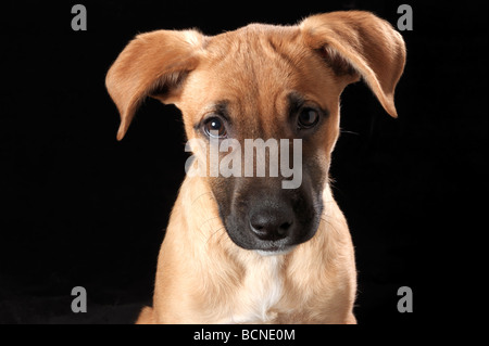 Porträt eines Mischling Welpen vor schwarzem Hintergrund Stockfoto