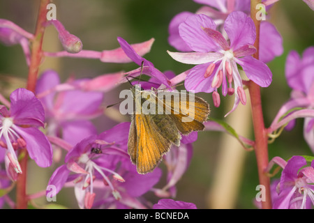 Kleine Skipper Butterfly (Thymelicus Sylvestris) mit Flügel öffnen ruht auf Rosebay Weidenröschen (Weidenröschen) Stockfoto