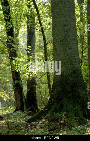 Old forest full of light end of summer boreal forest Poland Europe Stockfoto