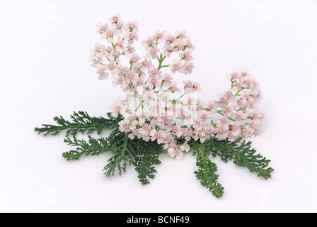 Schafgarbe Schafgarbe 02 Stockfoto