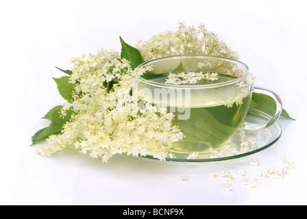 Holunderblüte Tee Tee Holunderblüten 04 Stockfoto