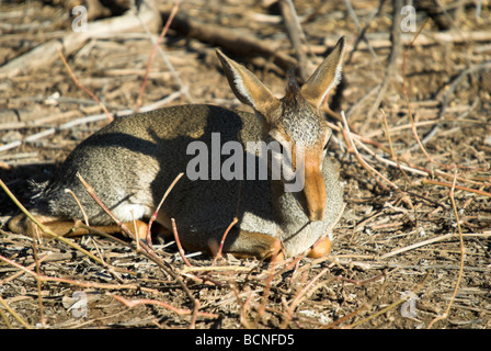 Ein Guenther Dik Antilope (Captive) Stockfoto