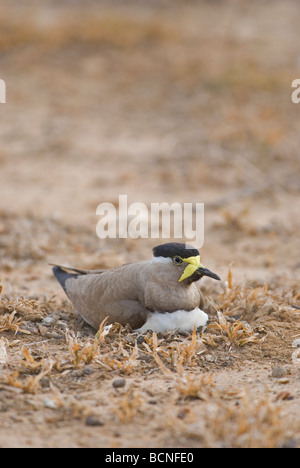 Gelb-Flecht-Kiebitz (Vanellus Malabaricus) nisten, Yala-Nationalpark Stockfoto