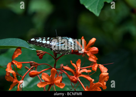 BLAUE GLASIG TIGER Schmetterling beruht auf einer Reihe von Blumen auf der Jagd nach Nektar. Stockfoto