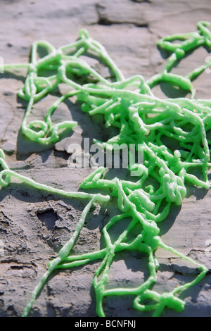 Grüne Partei-Streamer-Spray-Schaum an Wand in der Sonne im freien Stockfoto