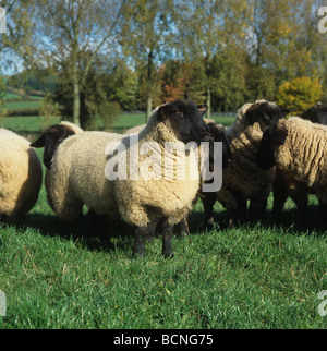 Suffolk Lämmer auf dem Rasen im Herbst Hereford Stockfoto