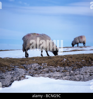 Swaledale Schafe weiden auf kurze Weide im Schnee bedeckt Moorland Westmorland Cumbria Stockfoto