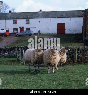 Ausgezeichnete Nordengland Maultier Mutterschafe auf Koppel außerhalb einer Farm in Ormside Cumbria Stockfoto