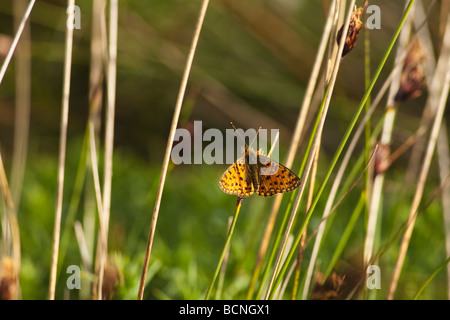 Kleine Perle-umrandeten Fritillary Boloria Selene Kynance Cove Eidechse sonnigen Sommertag June Cornwall England UK GB Vereinigtes Königreich Stockfoto