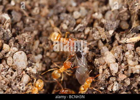 Lasius Flavus, gelbe Wiese Ameisen, Vorbereitung der Nesteingang schwärmen. Arbeiter und Alates zu sehen. Stockfoto