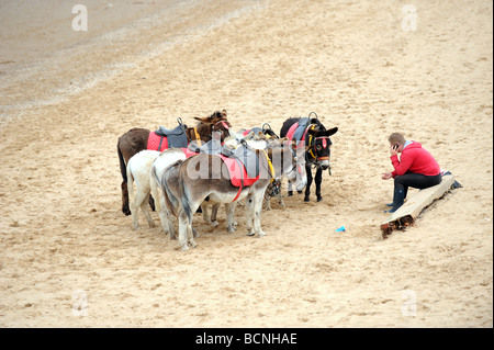 Esel am Strand von Cleethorpes Stockfoto