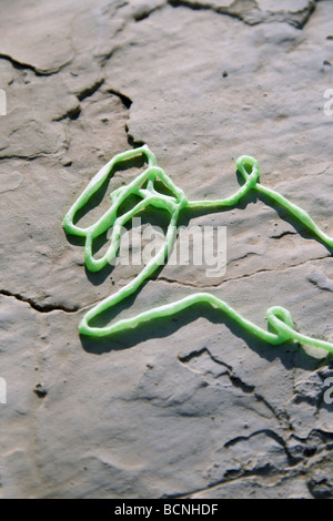 Grüne Partei-Streamer-Spray-Schaum an Wand in der Sonne im freien Stockfoto