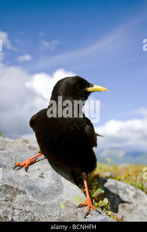 Pyrrhocorax Graculus Alpendohle Alpine Alpenkrähe Niederhorn Beatenberg Berner Oberland Schweiz Stockfoto