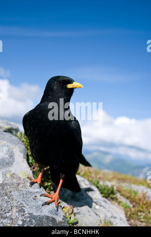 Pyrrhocorax Graculus Alpendohle Alpine Alpenkrähe Niederhorn Beatenberg Berner Oberland Schweiz Stockfoto