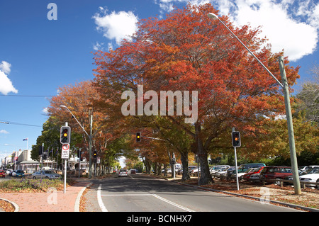 Herbst Farbe Bowral Southern Highlands New South Wales Australien Stockfoto