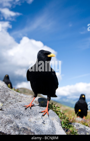 Pyrrhocorax Graculus Alpendohle Alpine Alpenkrähe Niederhorn Beatenberg Berner Oberland Schweiz Stockfoto