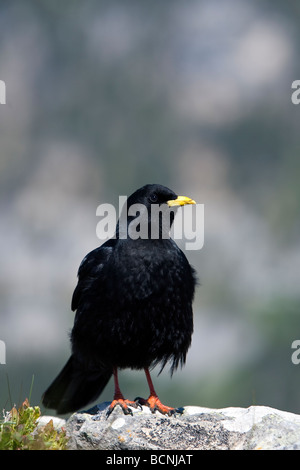 Pyrrhocorax Graculus Alpendohle Alpine Alpenkrähe Niederhorn Beatenberg Berner Oberland Schweiz Erwachsene Stockfoto